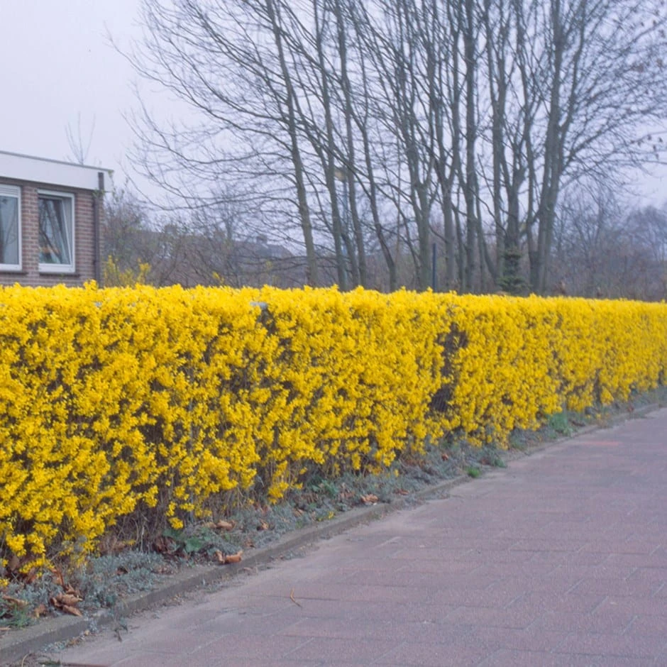 Forsythia 'Lynwood Variety' - Flowering Hedging 1 Forsythia 'Lynwood Variety' - Flowering Hedging