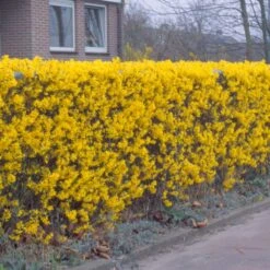Forsythia 'Lynwood Variety' - Flowering Hedging 5 Forsythia 'Lynwood Variety' - Flowering Hedging -Plants Shop pl2000047119 card3 lg