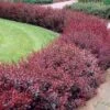 Berberis Thunbergii F. Atropurpurea