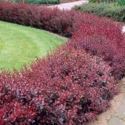 Berberis Thunbergii F. Atropurpurea