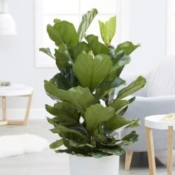 Ficus Lyrata -Plants Shop pl2000047125 card3 lg