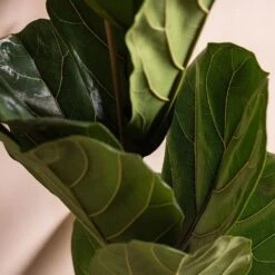 Ficus Lyrata -Plants Shop pl2000047125 card4 lg