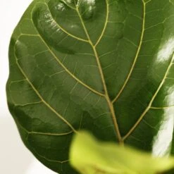 Ficus Lyrata -Plants Shop pl2000047125 card5 lg