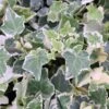 Hedera Helix 'Clotted Cream'