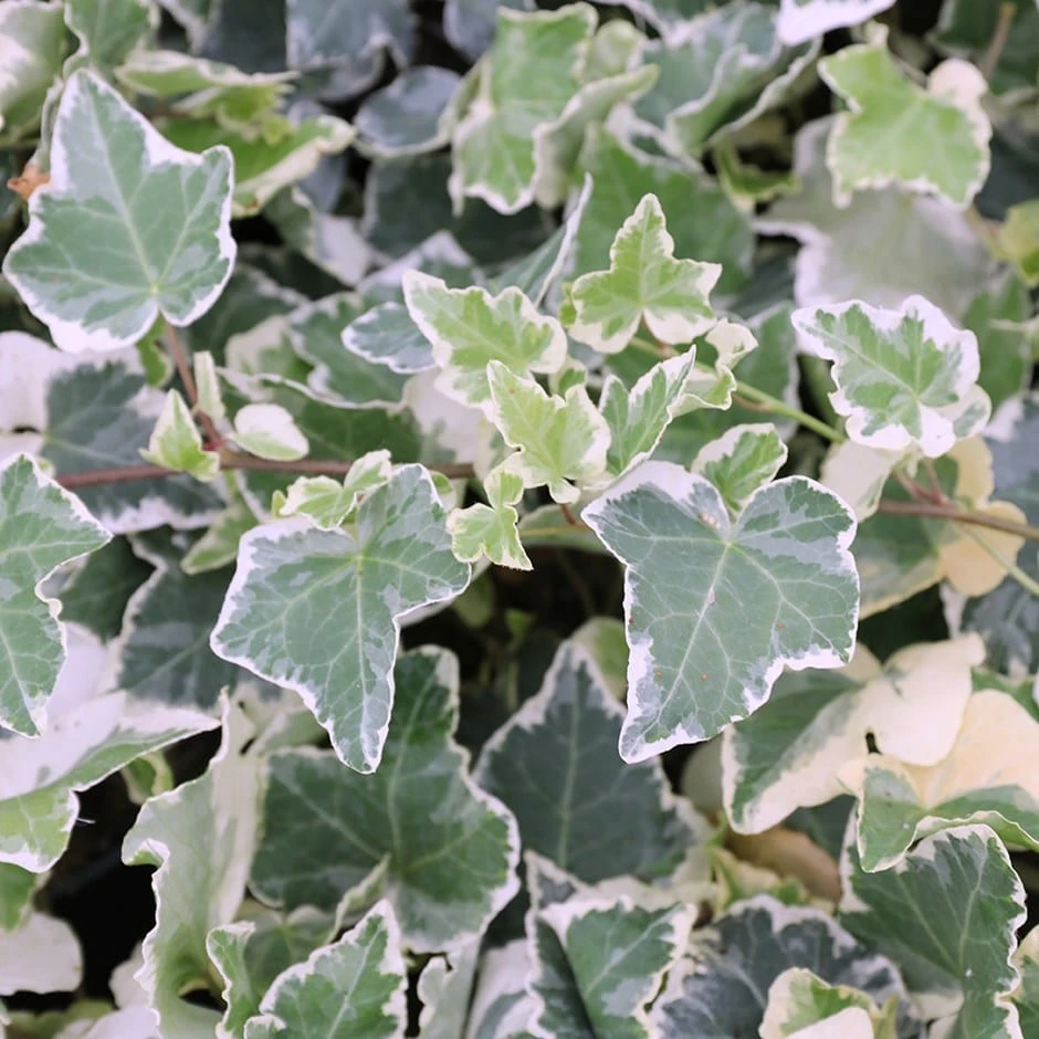Hedera Helix 'Clotted Cream' 1 Hedera Helix 'Clotted Cream'