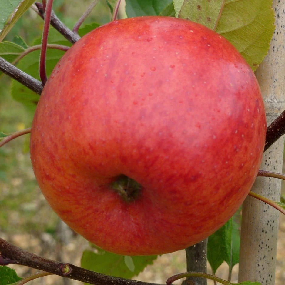 Apple 'Jupiter' (PBR) 1 Apple 'Jupiter' (PBR)