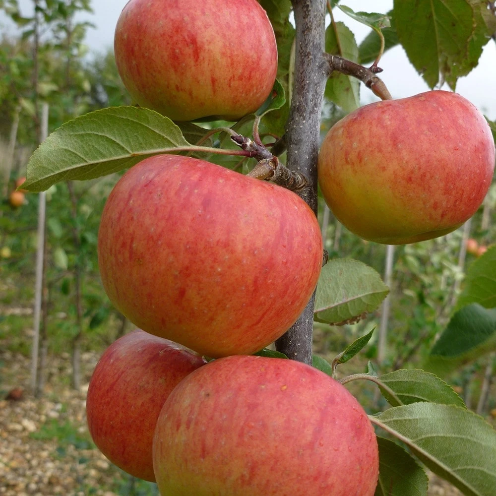 Apple 'Jupiter' (PBR) 2 Apple 'Jupiter' (PBR) - Image 2