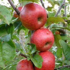 Apple 'Pixie' 5 Apple 'Pixie' -Plants Shop pl2000047573 card3 lg