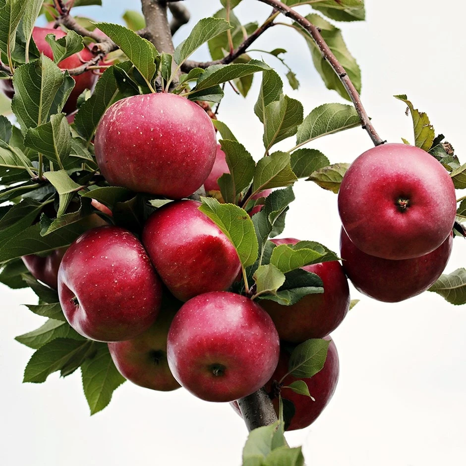 Apple 'Red Ellison' 1 Apple 'Red Ellison'