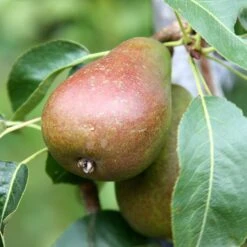 Pear 'Louise Bonne Of Jersey'