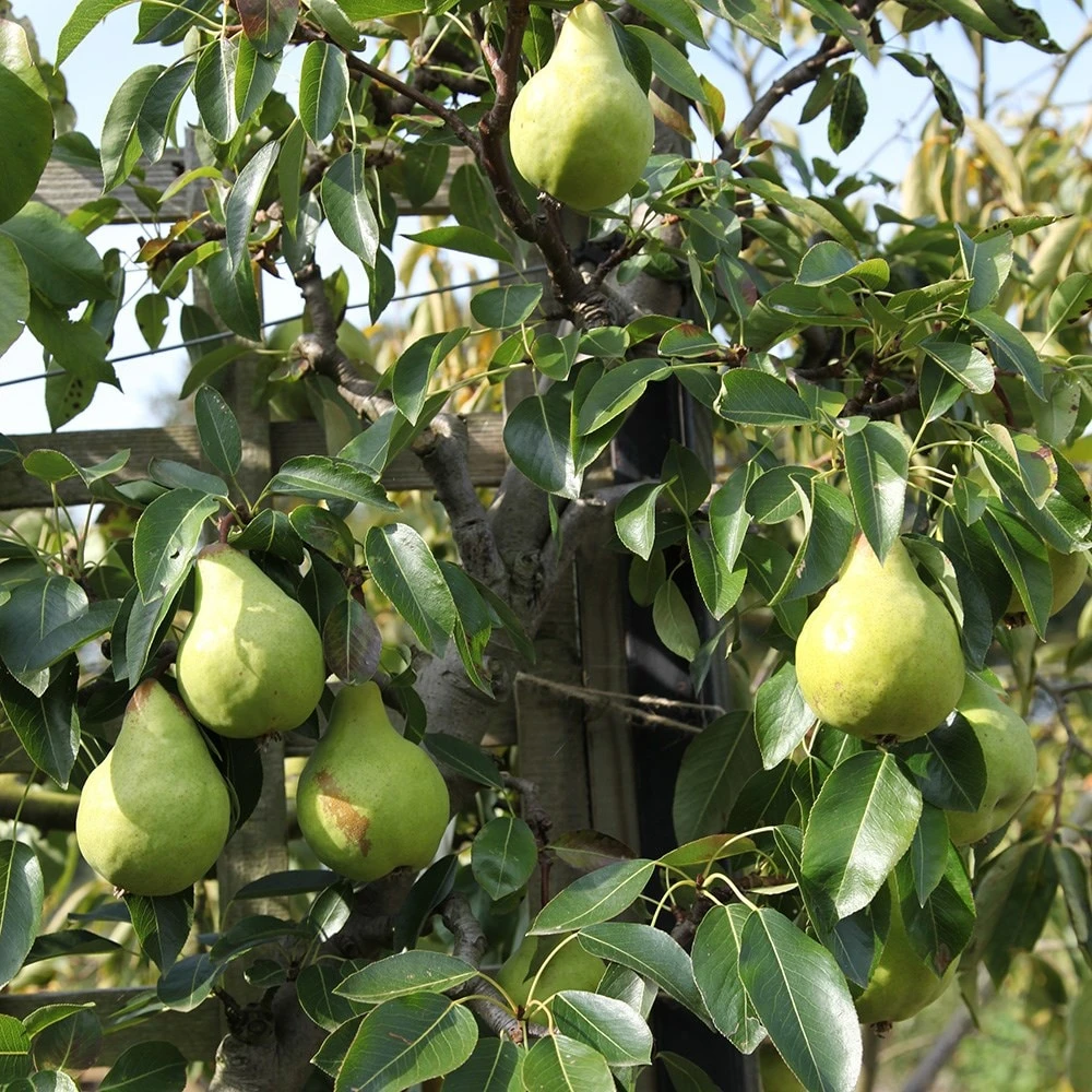 Pear 'Packhams Triumph' 2 Pear 'Packhams Triumph' - Image 2
