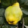 Quince 'Meech's Prolific'