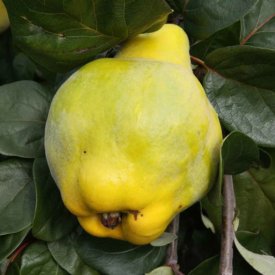 Quince 'Meech's Prolific' 1 Quince 'Meech's Prolific'