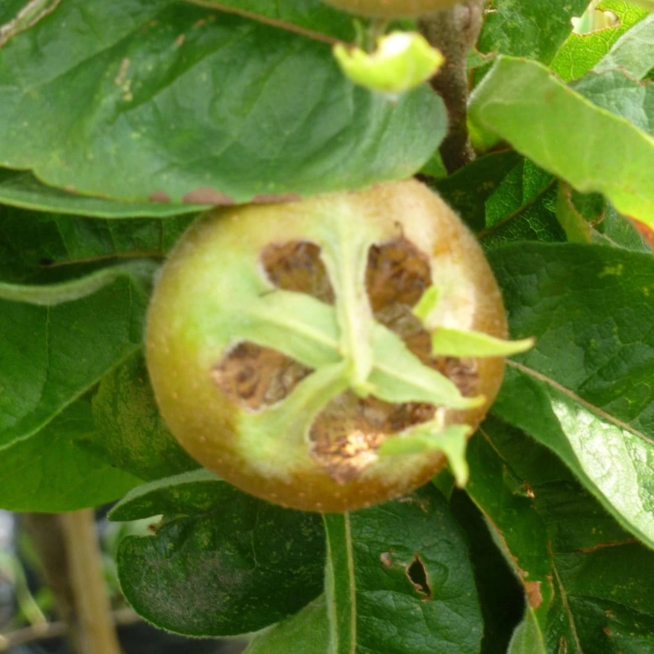 Medlar 'Royal' 1 Medlar 'Royal'