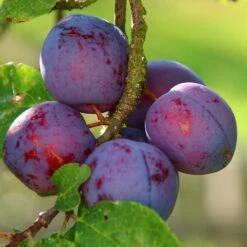 Plum 'Seneca'