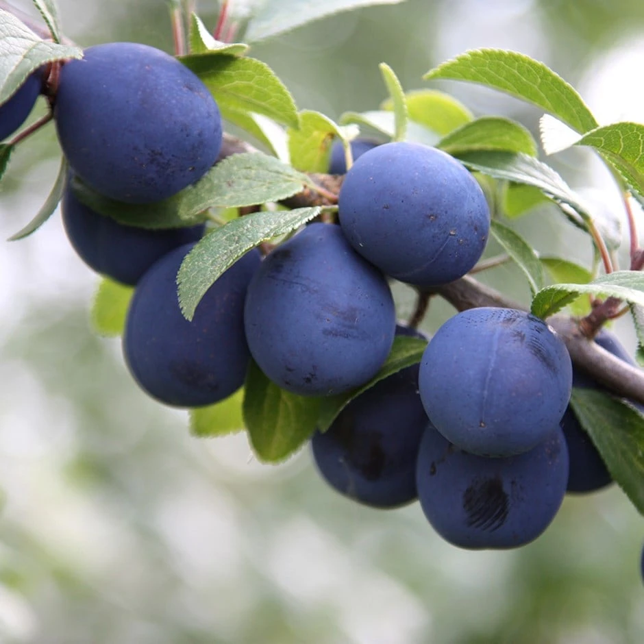 Damson 'Farleigh Damson' 1 Damson 'Farleigh Damson'