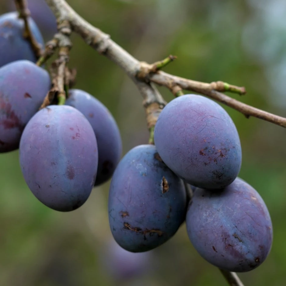 Damson 'Prune Damson' 1 Damson 'Prune Damson'