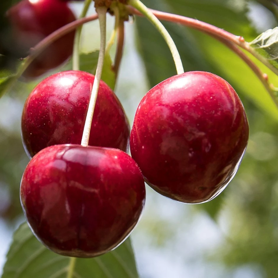 Cherry 'Colney' 1 Cherry 'Colney'