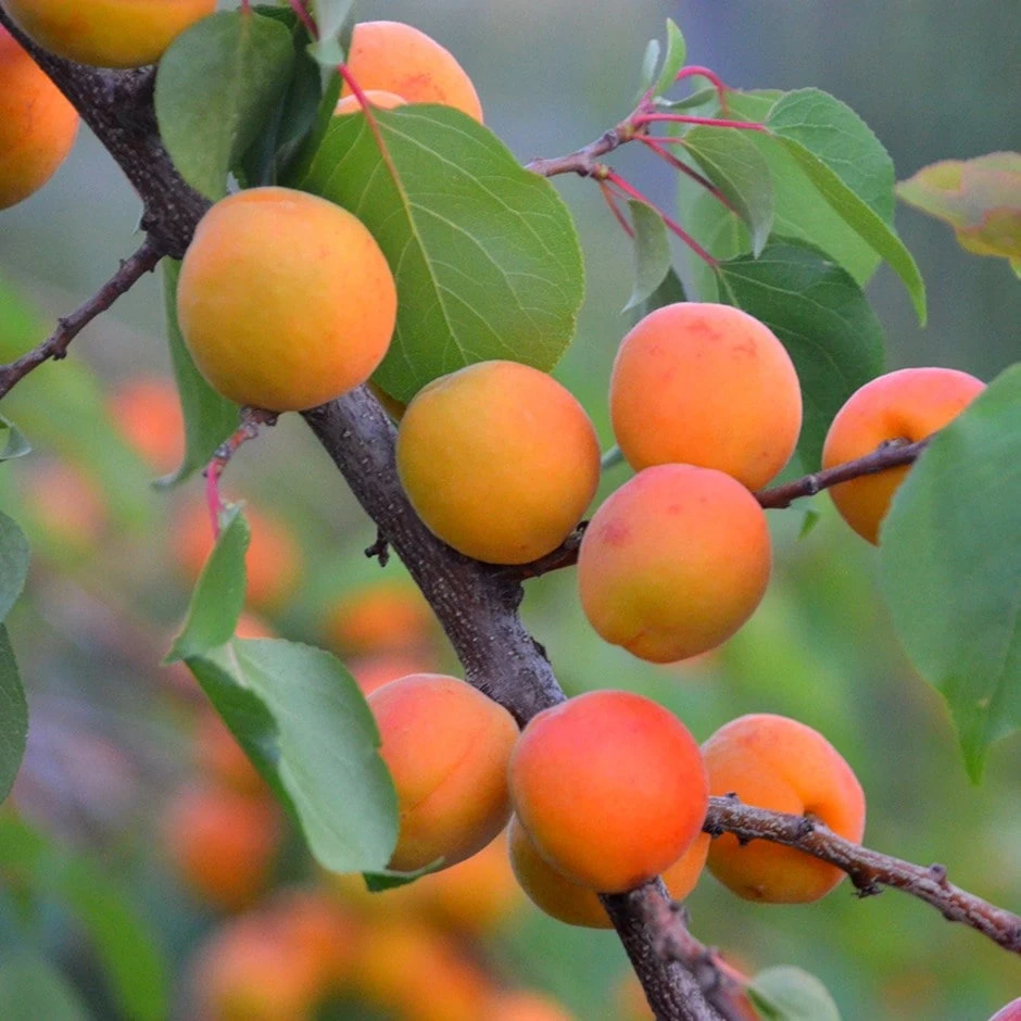 Apricot 'Golden Glow' 1 Apricot 'Golden Glow'