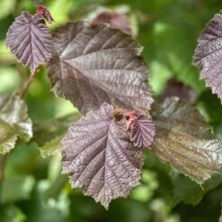 Cobnut 'Rote Zellernuss'