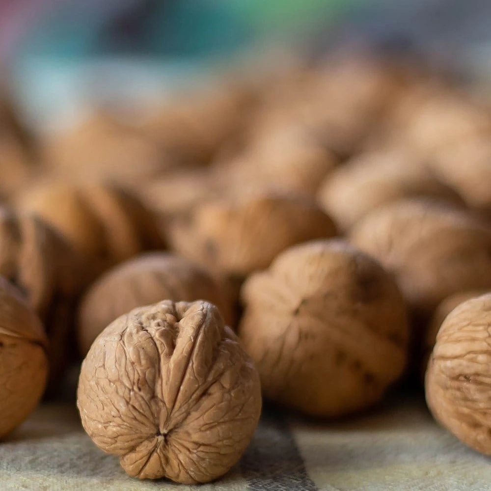 Walnut 'Europa' 2 Walnut 'Europa' - Image 2