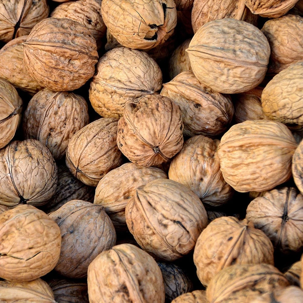 Walnut 'Lara' 2 Walnut 'Lara' - Image 2