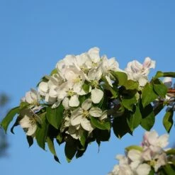 Malus 'Montreal Beauty'