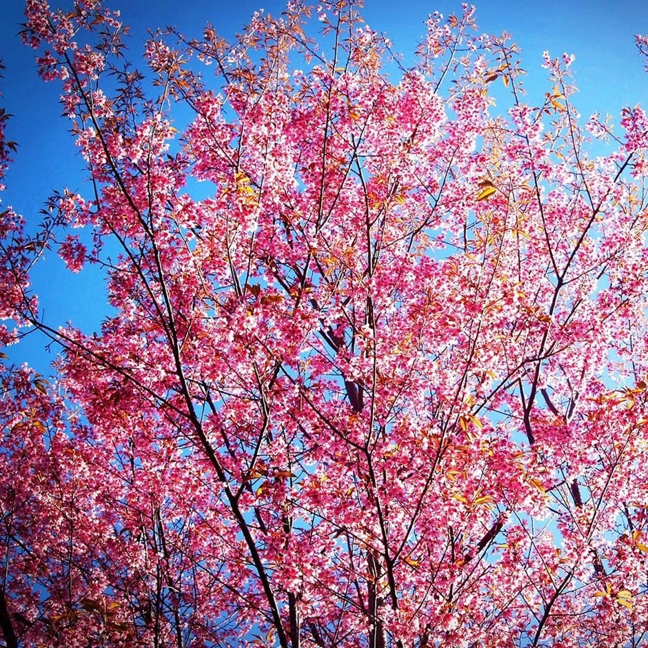 Prunus 'Collingwood Ingram' 1 Prunus 'Collingwood Ingram'