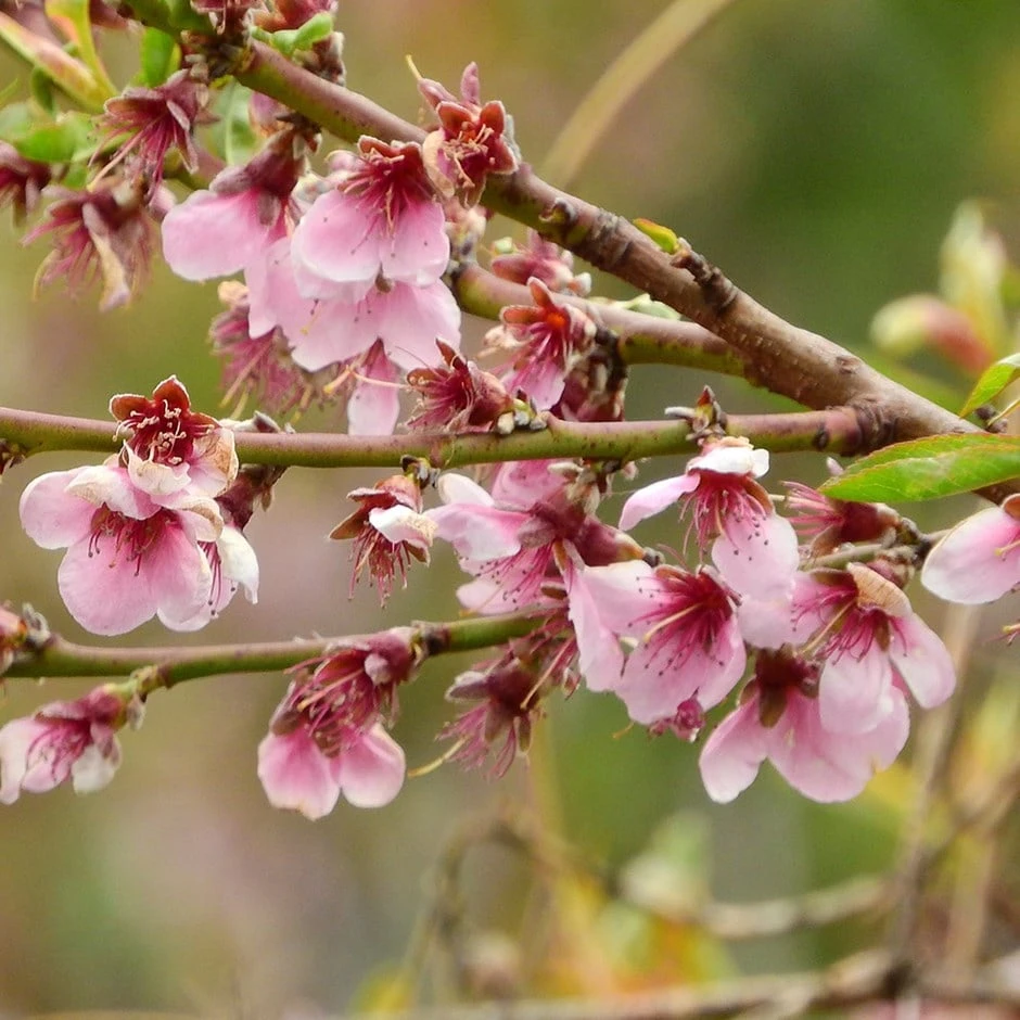 Prunus Pendula 'Pendula Rubra' 1 Prunus Pendula 'Pendula Rubra'