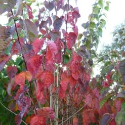 Prunus Sargentii 'Charles Sargent' -Plants Shop pl2000047748 card3 lg