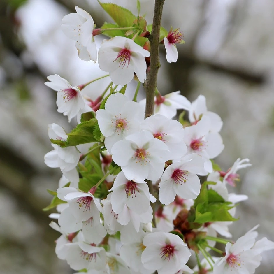 Prunus 'Umineko' 1 Prunus 'Umineko'