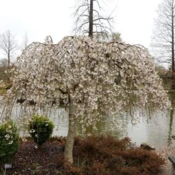 Prunus × Yedoensis 'Shidare-Yoshino' 5 Prunus × Yedoensis 'Shidare-Yoshino' -Plants Shop pl2000047763 card3 lg