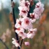 Prunus × Blierana