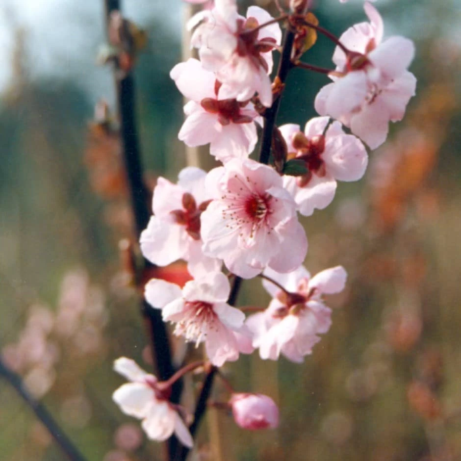 Prunus × Blierana 1 Prunus × Blierana
