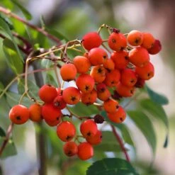 Sorbus Aucuparia 'Beissneri'