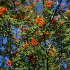Sorbus × Thuringiaca 'Fastigiata'