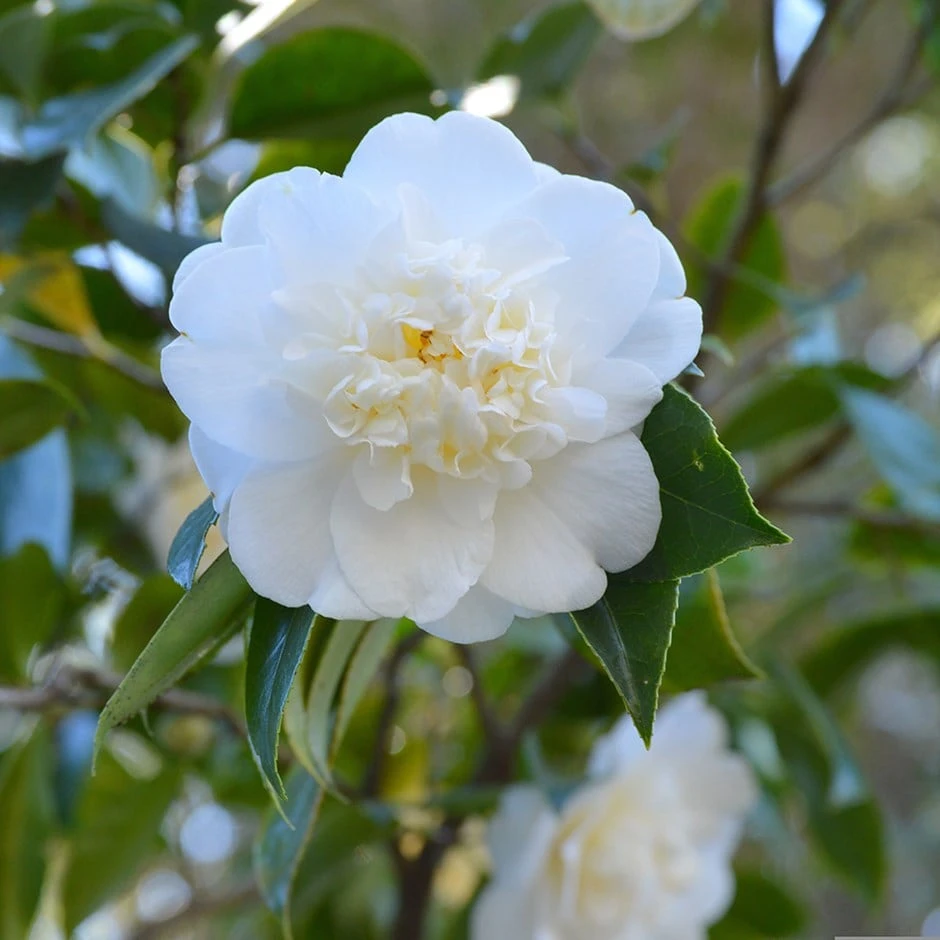 Camellia 'Snow Flurry' 1 Camellia 'Snow Flurry'