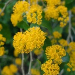 Azara Serrata