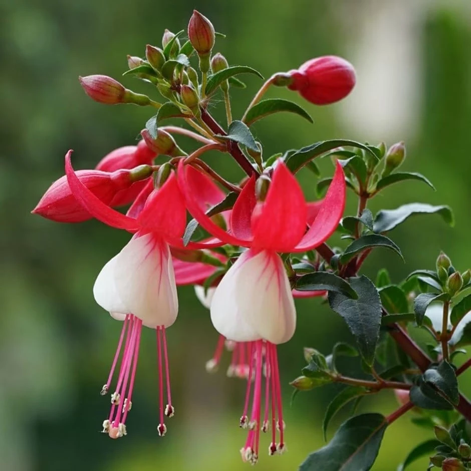 Fuchsia 'Snowcap' 1 Fuchsia 'Snowcap'