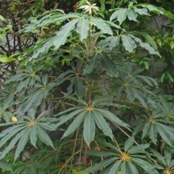 Schefflera Taiwaniana