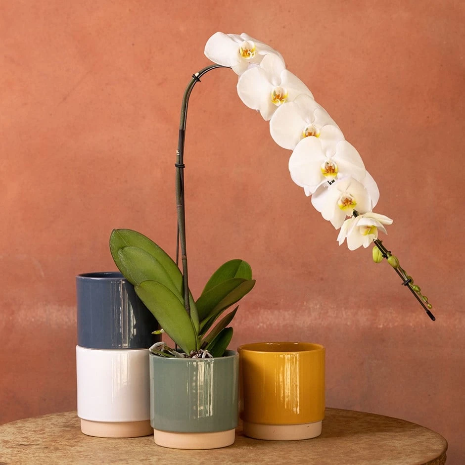 Phalaenopsis 'Formidablo Niagra Falls' 1 Phalaenopsis 'Formidablo Niagra Falls'