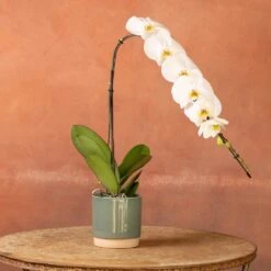 Phalaenopsis 'Formidablo Niagra Falls' 8 Phalaenopsis 'Formidablo Niagra Falls' -Plants Shop pl2000047966 card3 lg