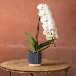 Phalaenopsis 'Formidablo Niagra Falls' 9 Phalaenopsis 'Formidablo Niagra Falls' -Plants Shop pl2000047966 card4 lg