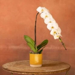 Phalaenopsis 'Formidablo Niagra Falls' 10 Phalaenopsis 'Formidablo Niagra Falls' -Plants Shop pl2000047966 card5 lg