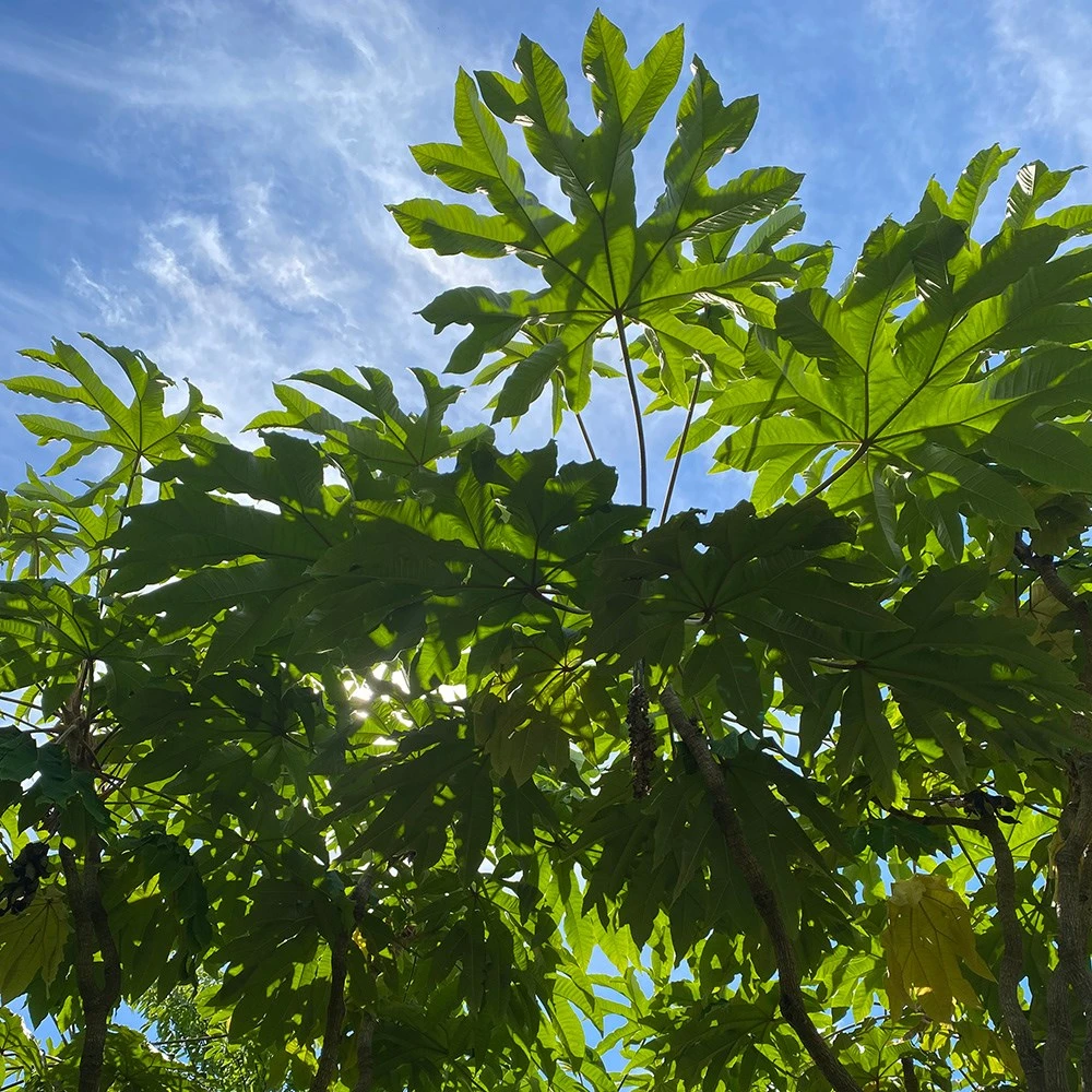 Tetrapanax Papyrifera 'Rex' 2 Tetrapanax Papyrifera 'Rex' - Image 2