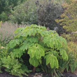 Tetrapanax Papyrifera 'Rex' 9 Tetrapanax Papyrifera 'Rex' -Plants Shop pl2000048007 card5 lg