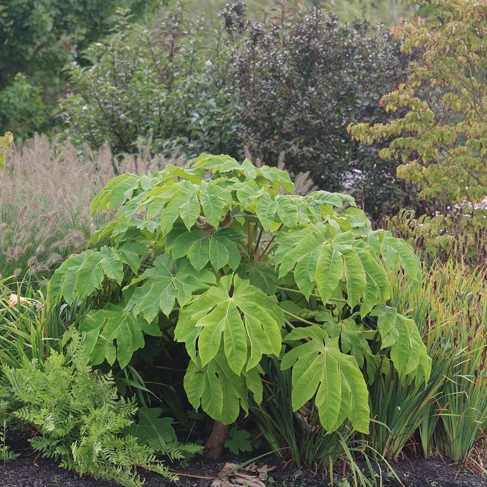 Tetrapanax Papyrifera 'Rex' 5 Tetrapanax Papyrifera 'Rex' - Image 5