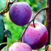Plum 'Herman'