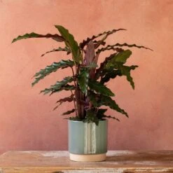 Goeppertia Rufibarba 8 Goeppertia Rufibarba -Plants Shop pl2000048185 card3 lg