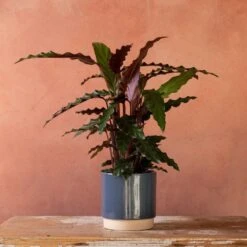 Goeppertia Rufibarba 9 Goeppertia Rufibarba -Plants Shop pl2000048185 card4 lg